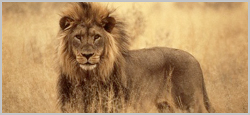 South African Safari